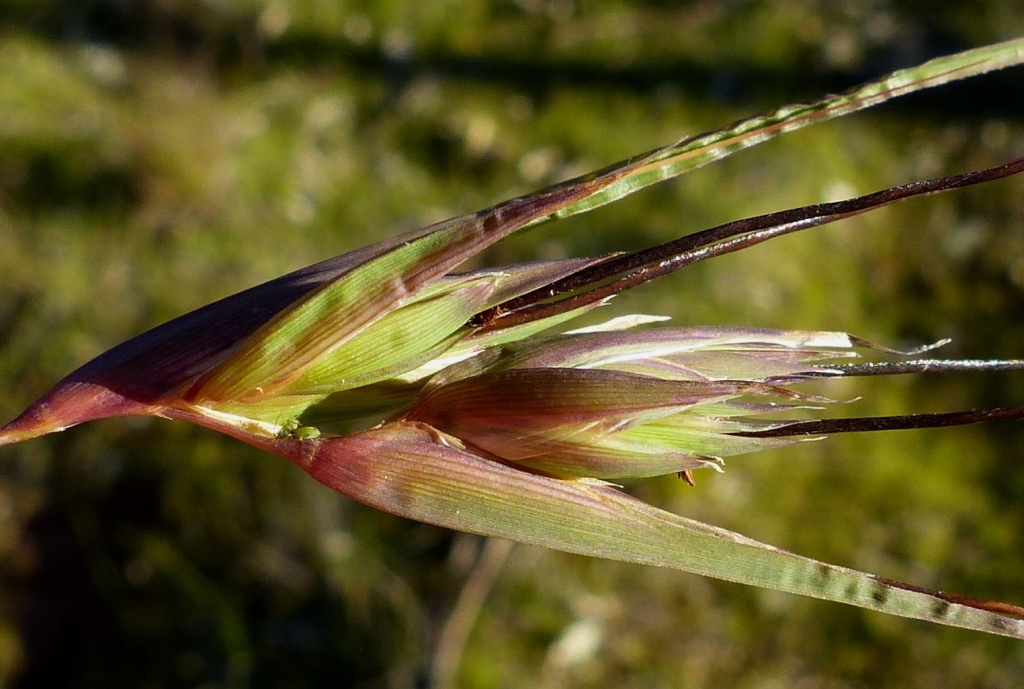 Themeda triandra (hero image)