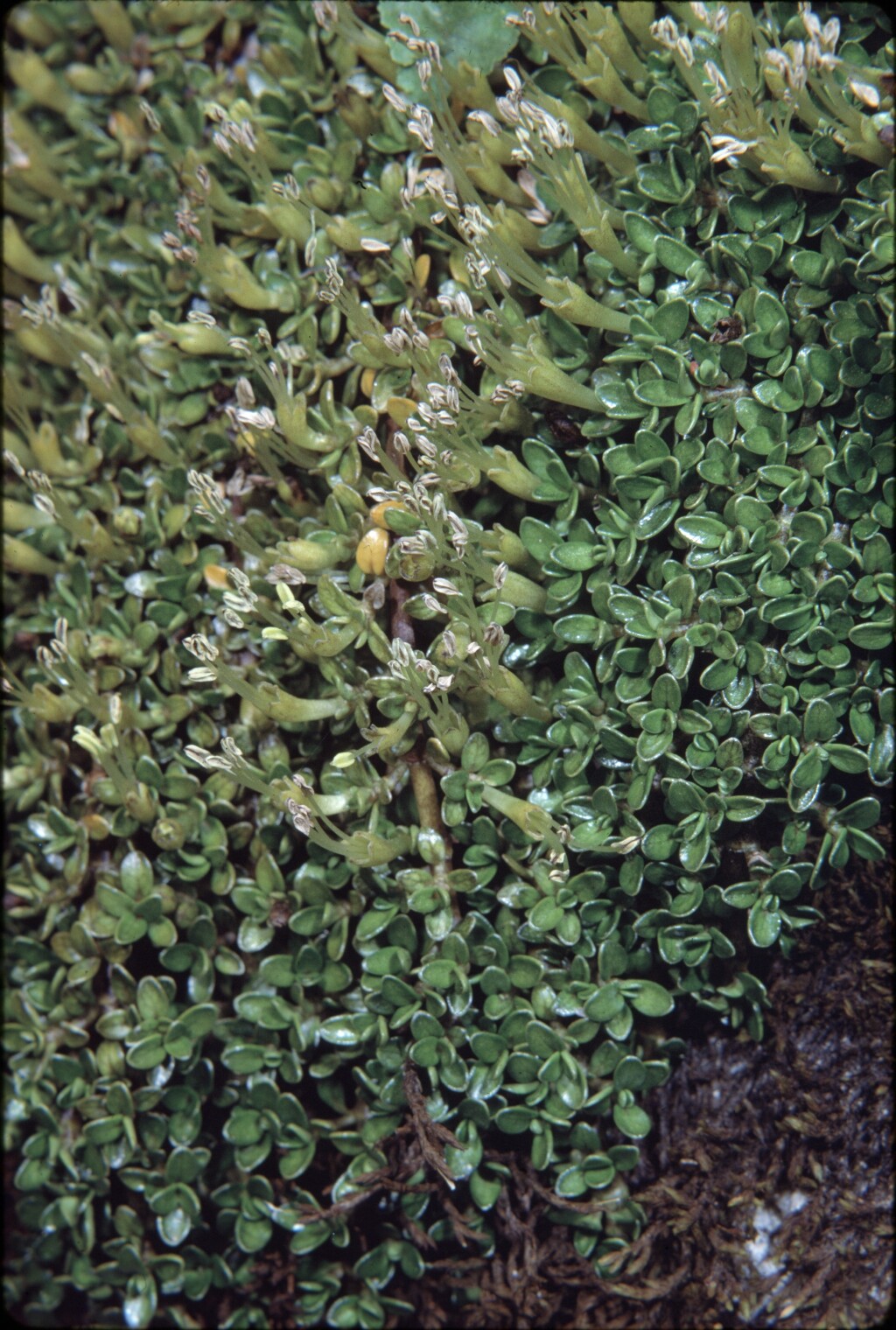 Coprosma perpusilla (hero image)