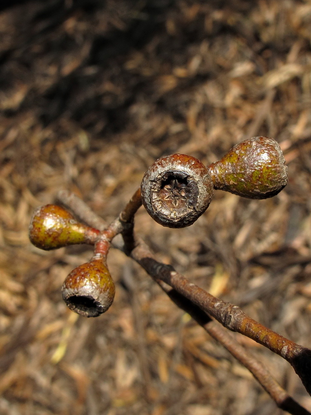 Eucalyptus leucoxylon (hero image)