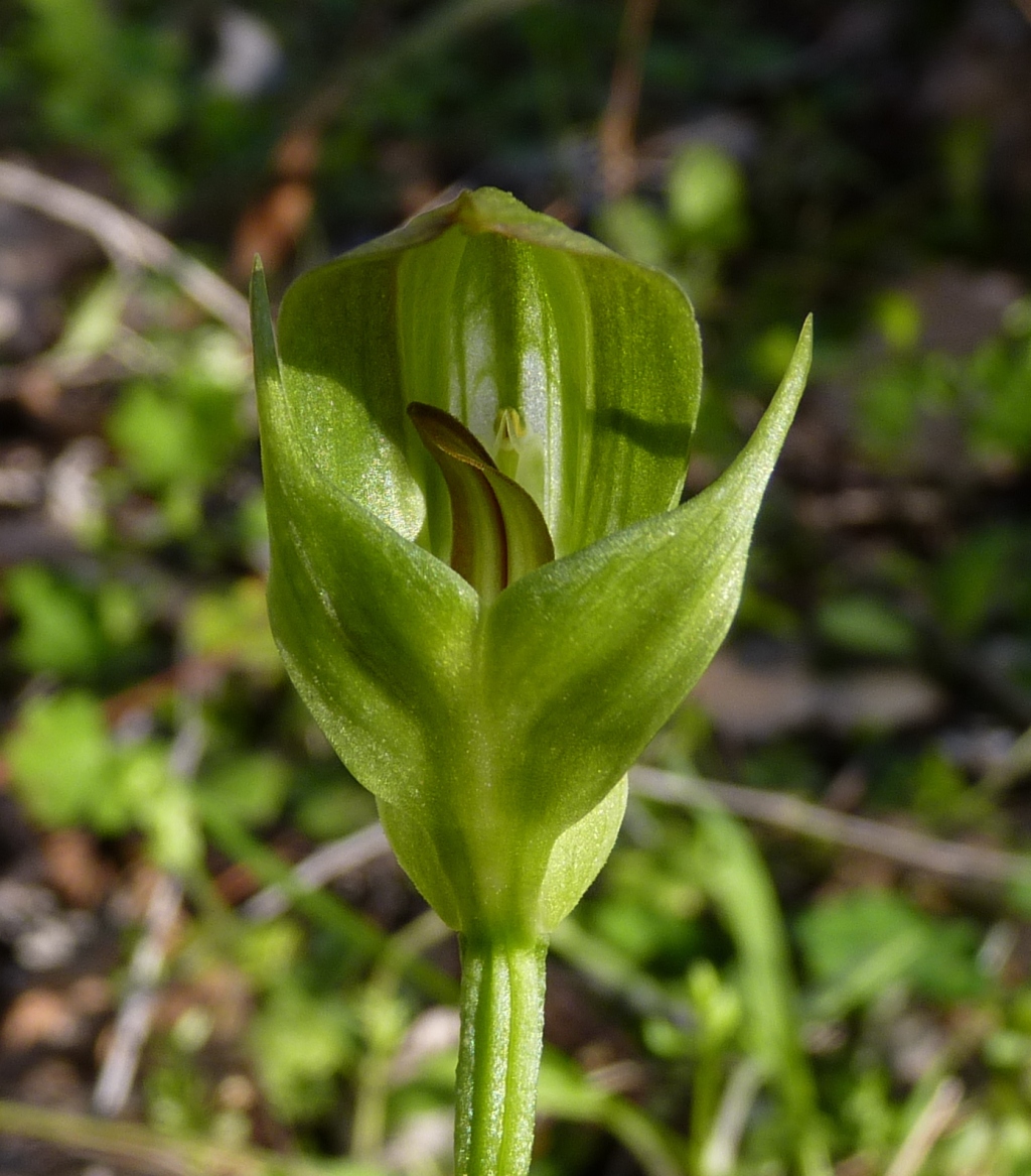 Pterostylis curta (hero image)