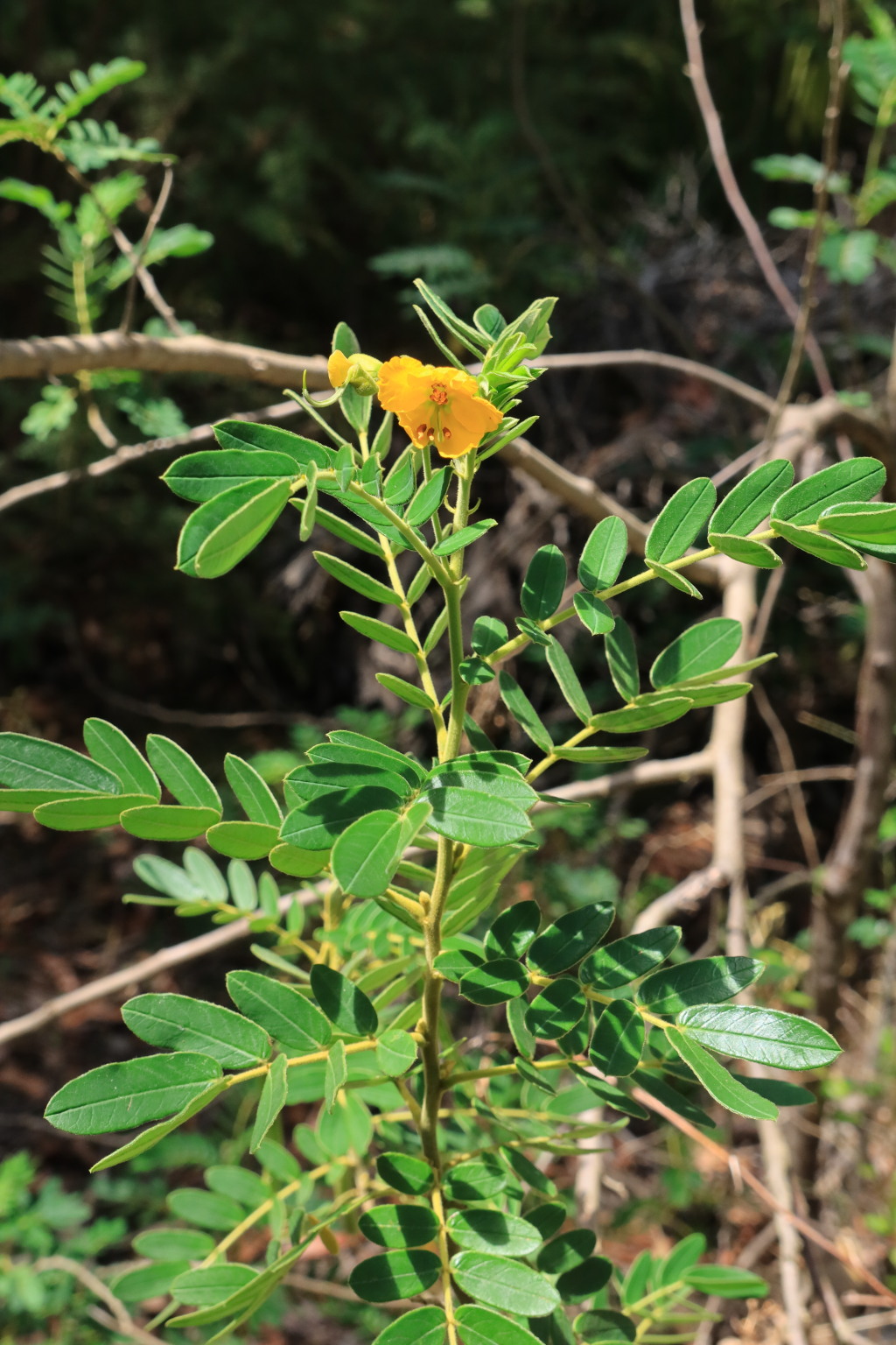 Senna multiglandulosa (hero image)