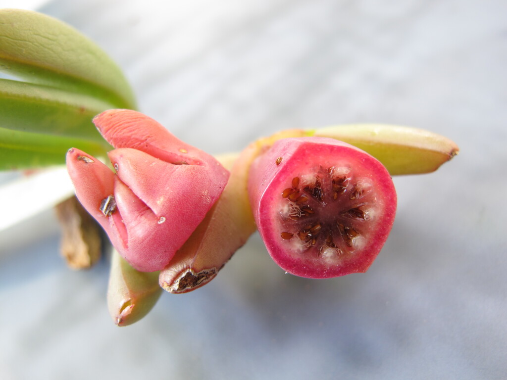 Carpobrotus (hero image)