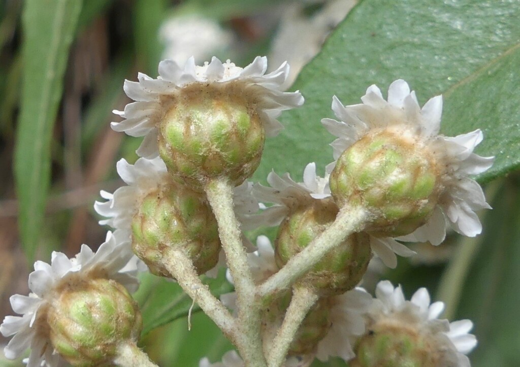 Ozothamnus stirlingii (hero image)