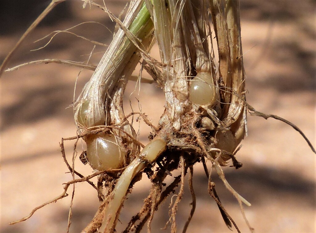 Poa bulbosa (hero image)