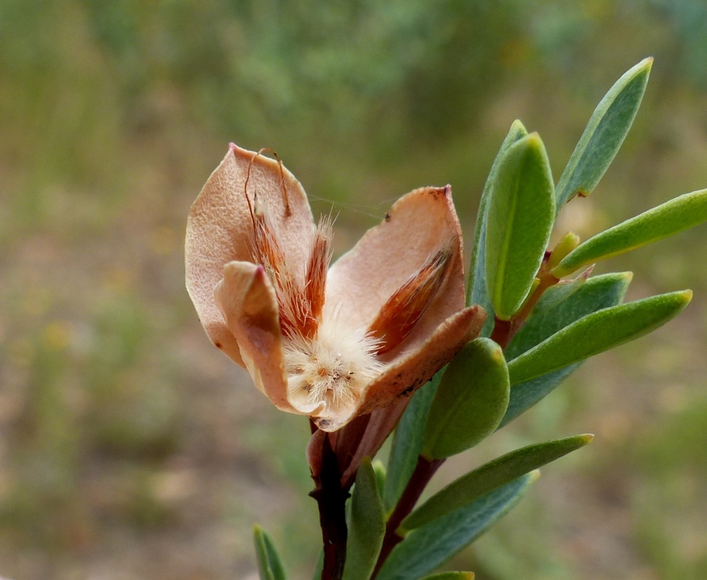 Pimelea linifolia (hero image)