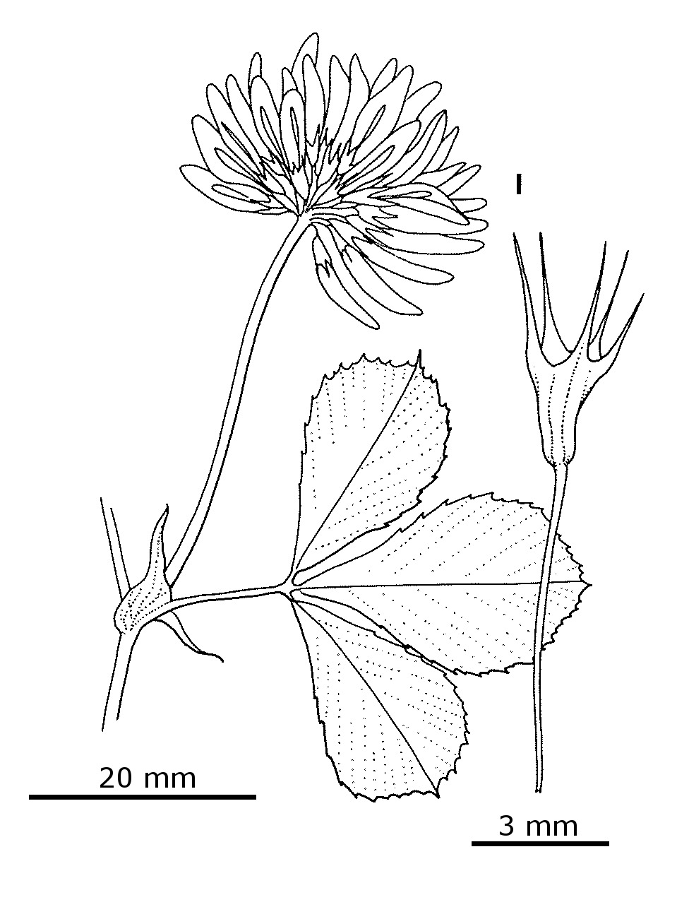 Trifolium hybridum (hero image)