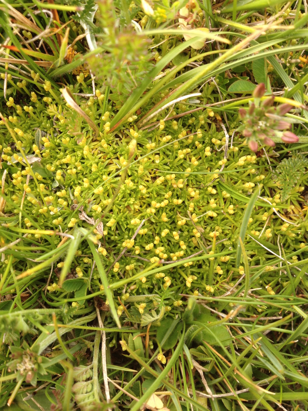 Scleranthus biflorus (hero image)