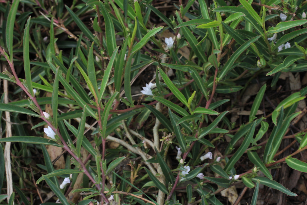 Eremophila debilis (hero image)