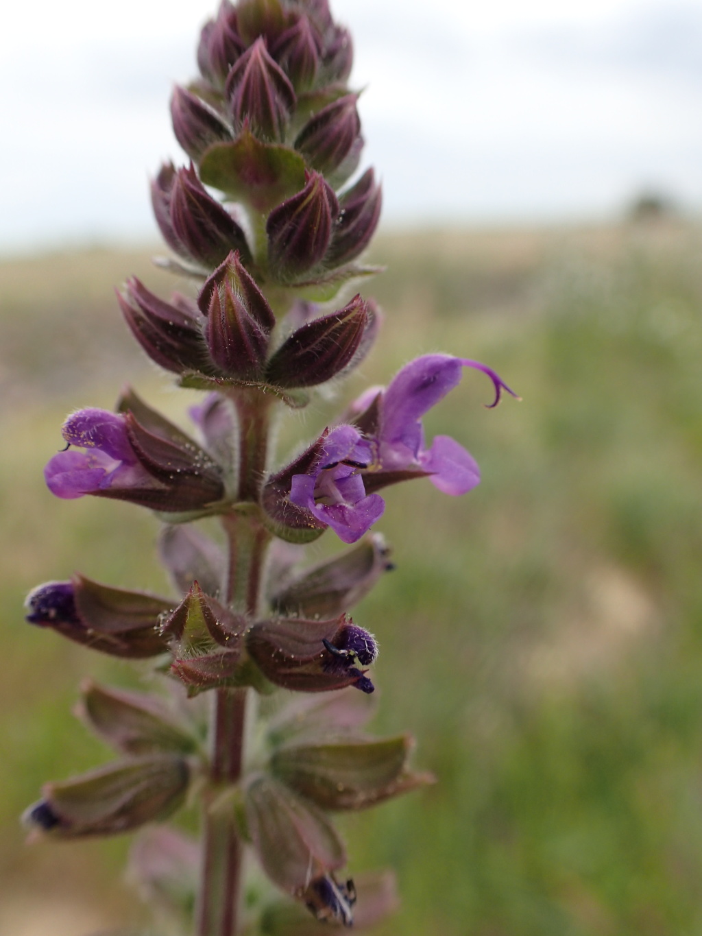 Salvia verbenaca var. verbenaca (hero image)
