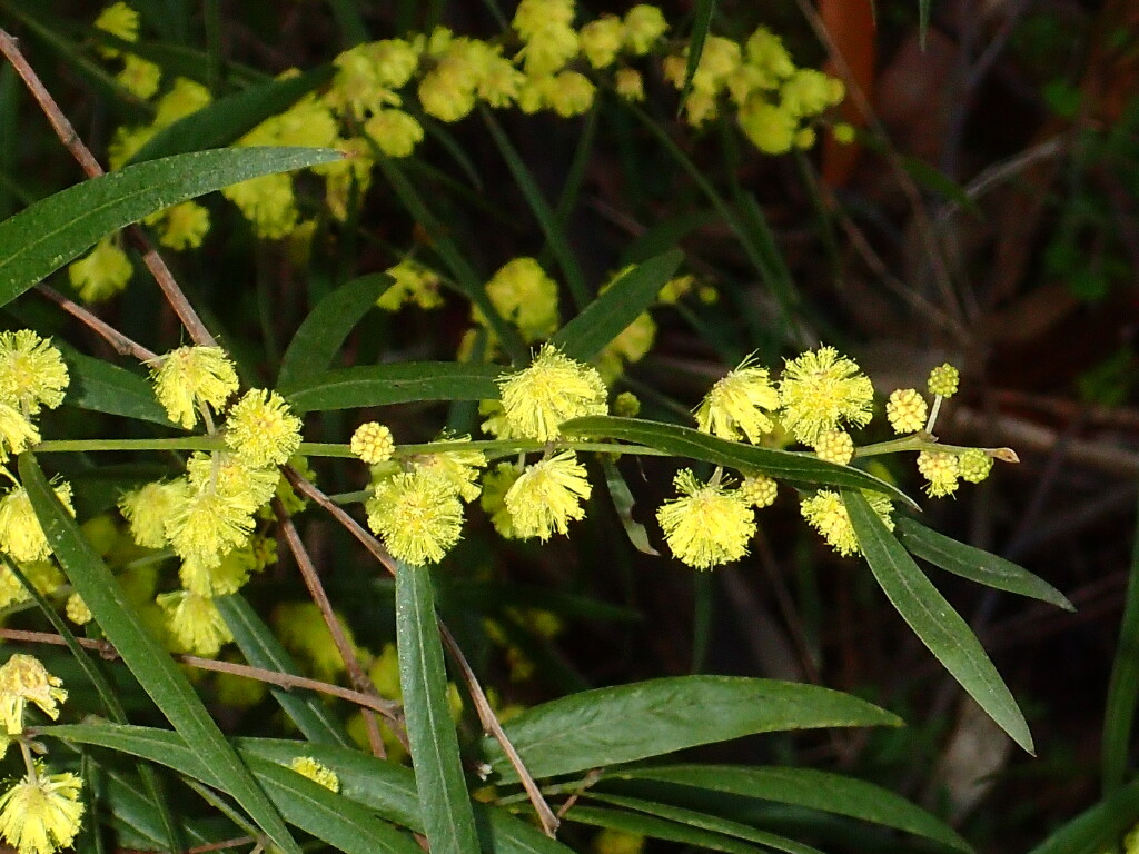 Acacia leprosa var. uninervia (hero image)