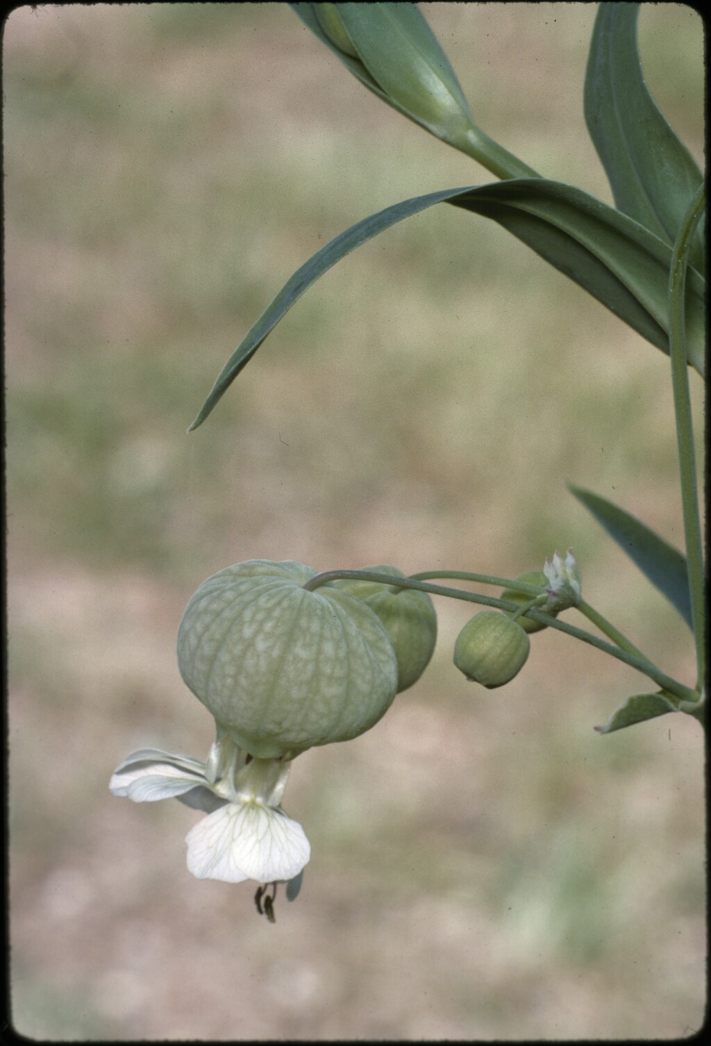 Silene vulgaris (hero image)