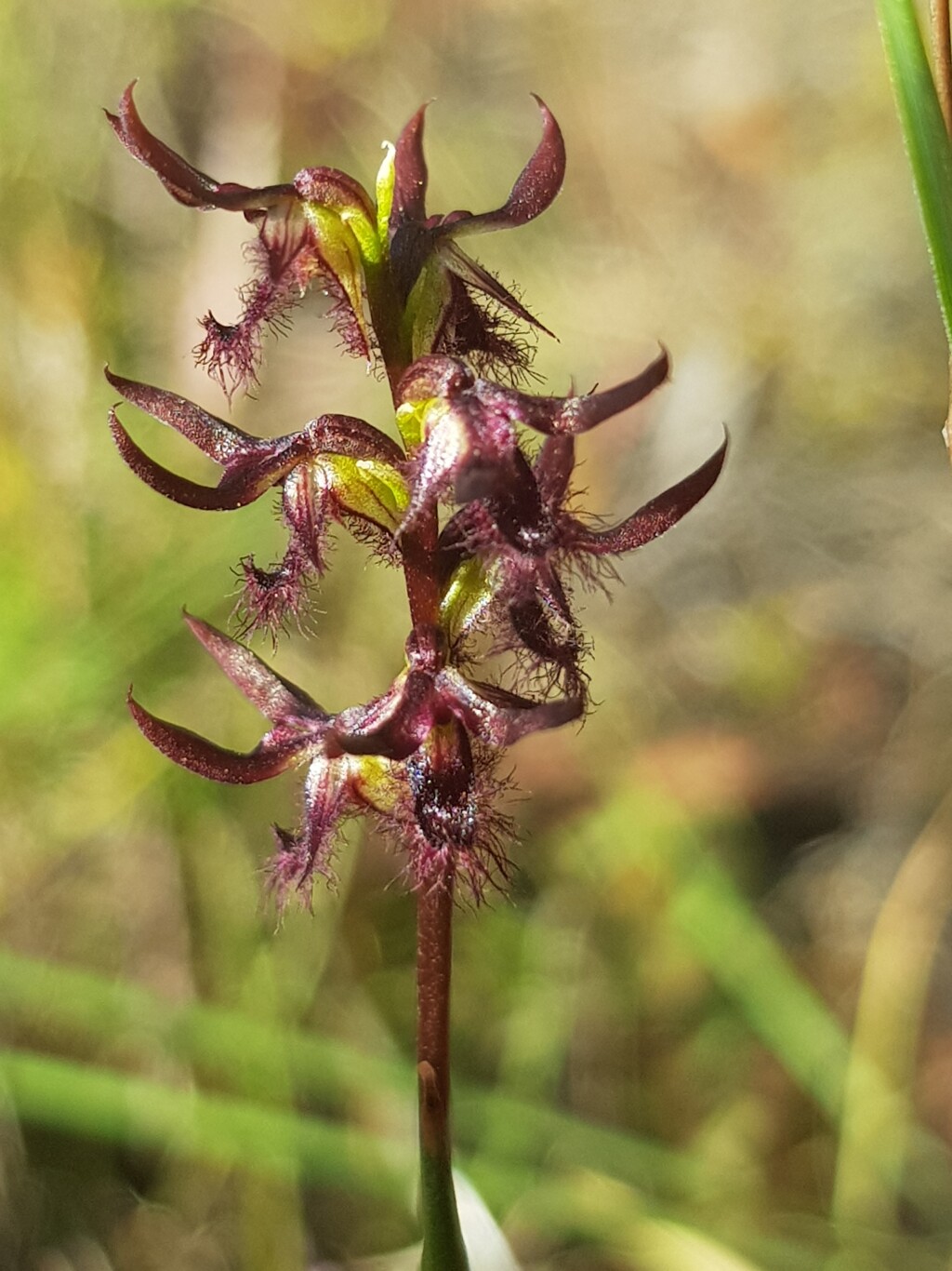 Corunastylis morrisii (hero image)