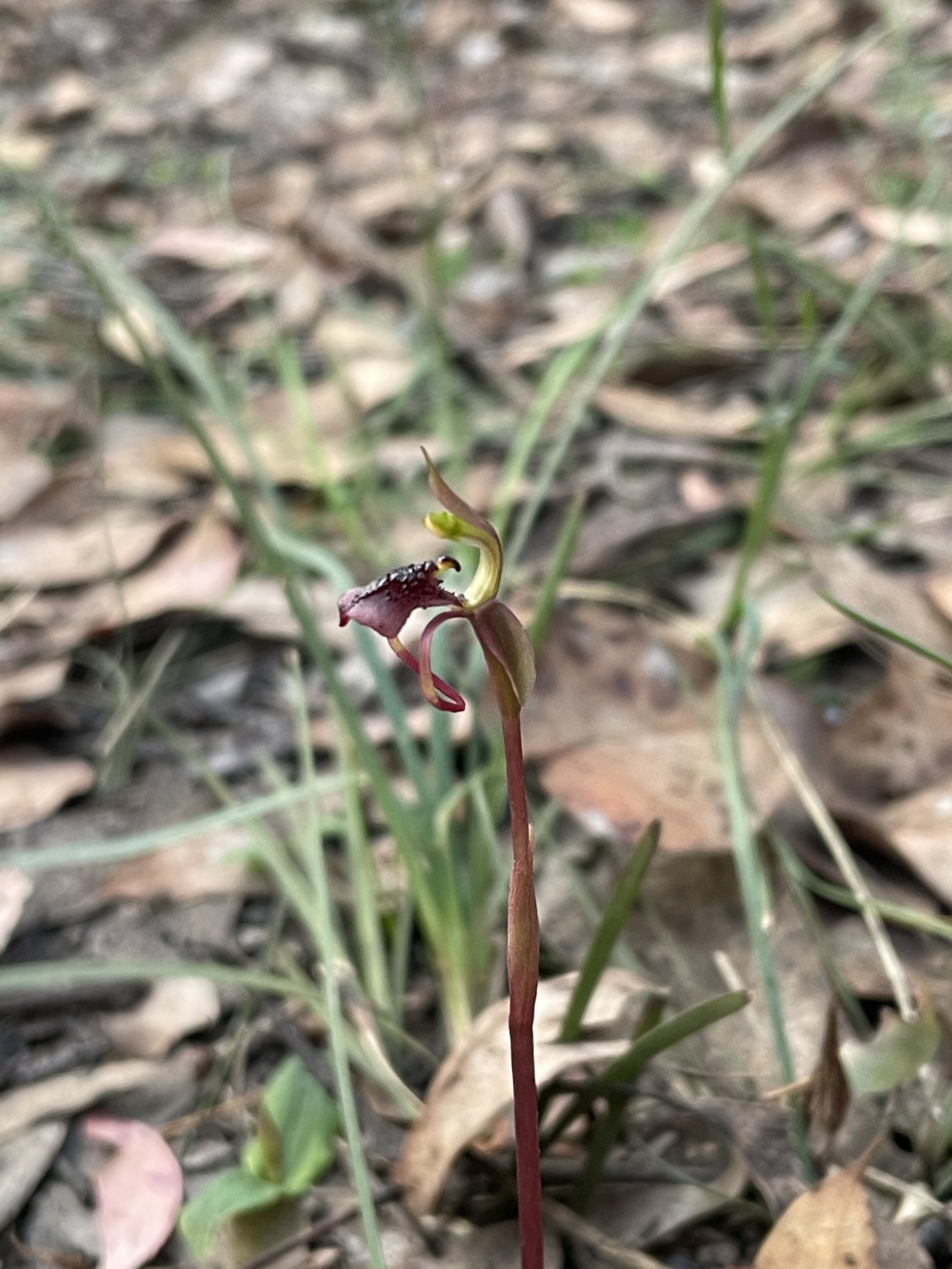 Chiloglottis curviclavia (hero image)