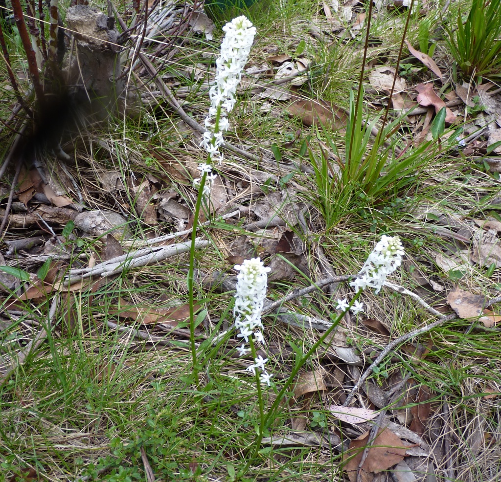 Stackhousia monogyna (hero image)