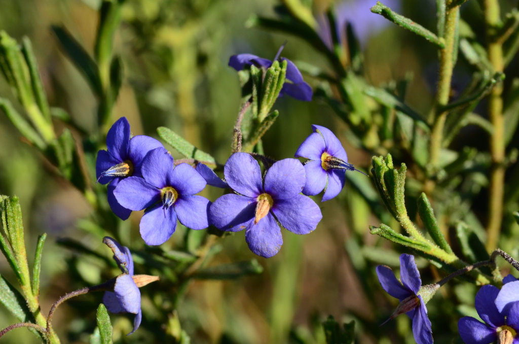 Boraginaceae (hero image)