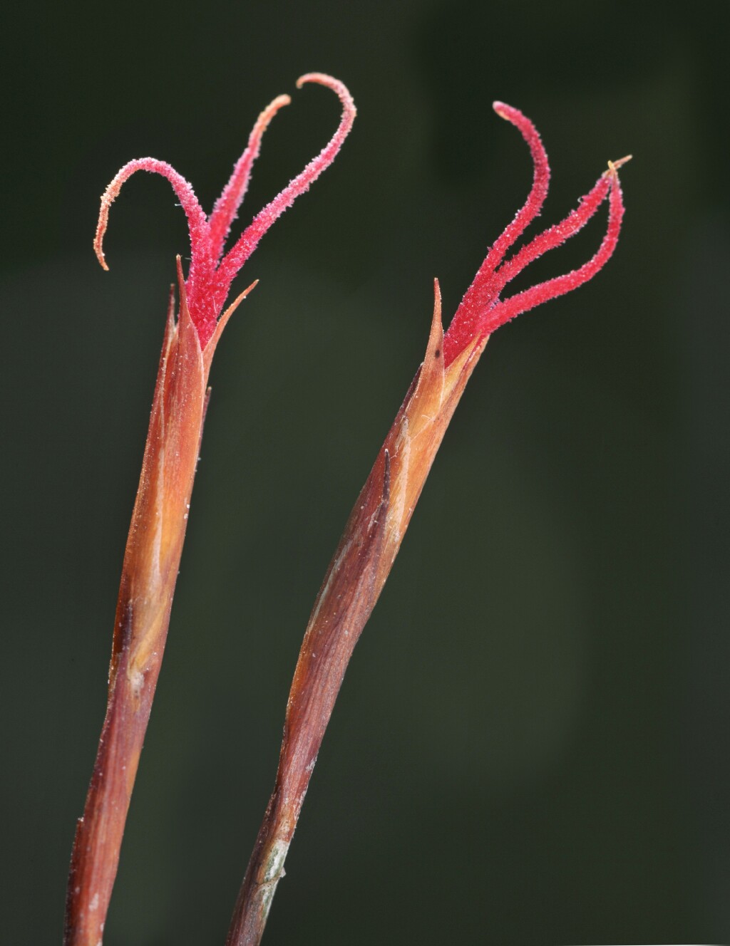 Hypolaena fastigiata (hero image)