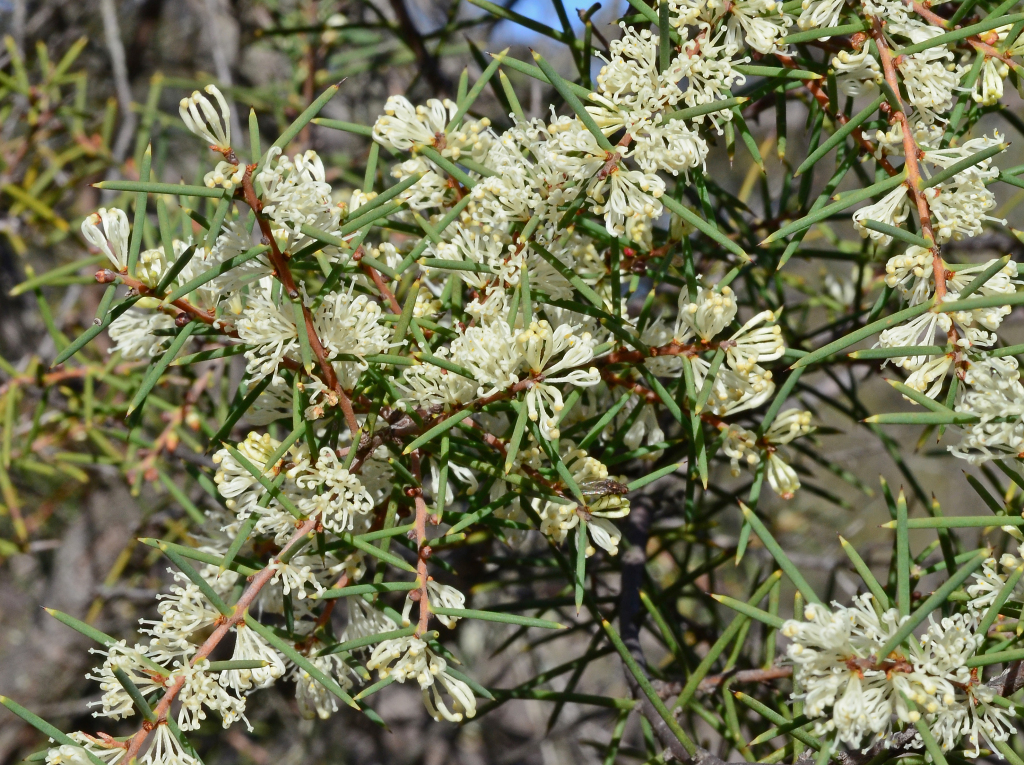 Hakea rugosa (hero image)