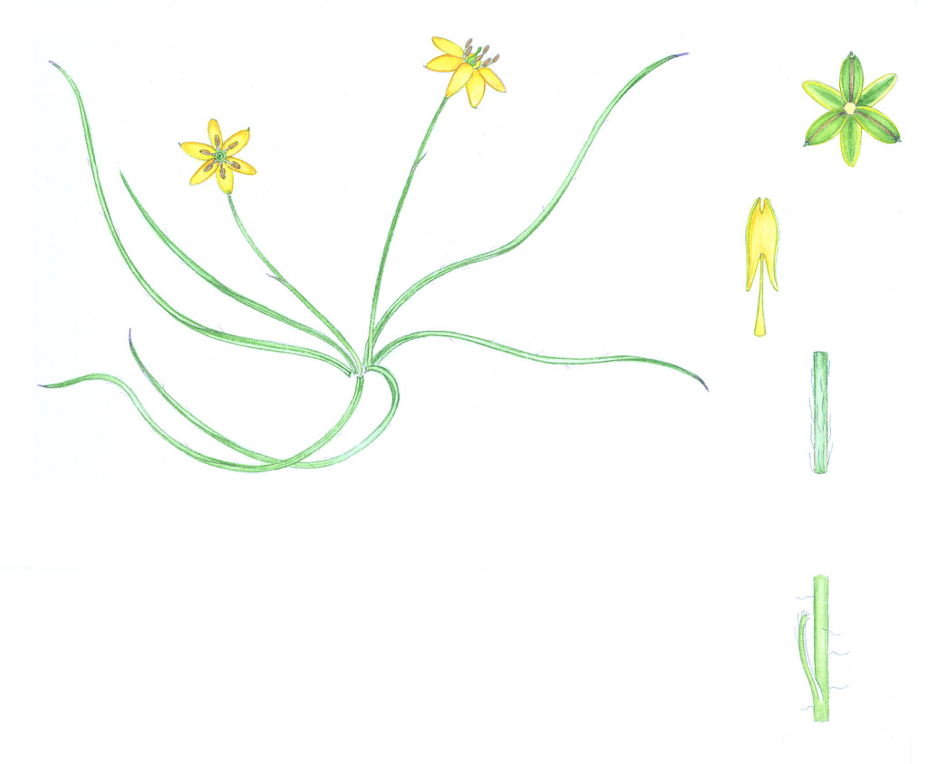 Hypoxis hygrometrica var. hygrometrica (hero image)