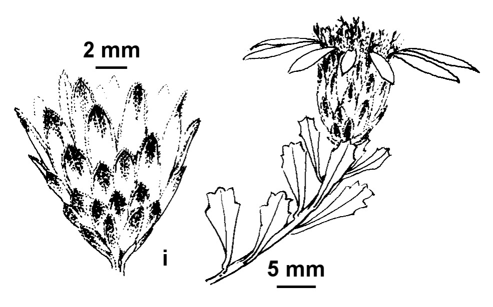 Olearia calcarea (hero image)