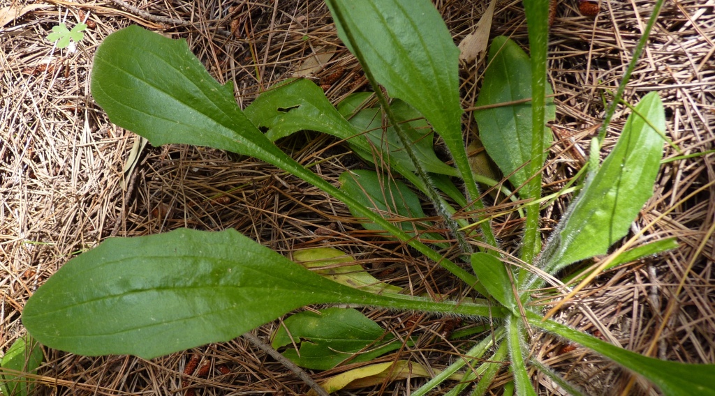 Plantago major (hero image)