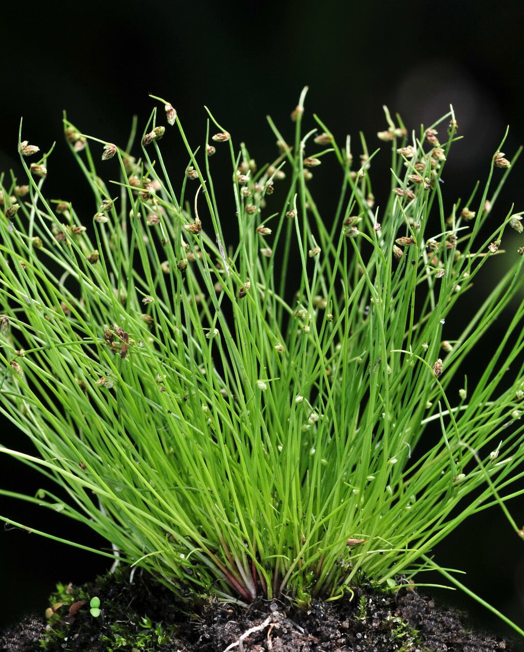 Isolepis sepulcralis (hero image)