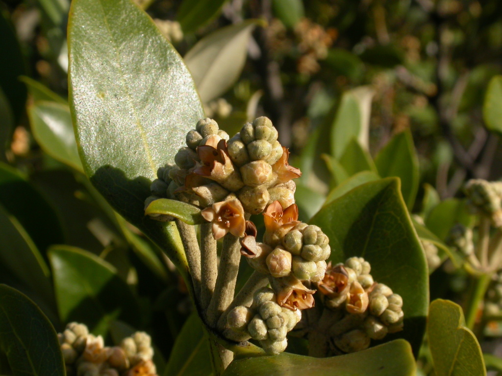 Acanthaceae (hero image)