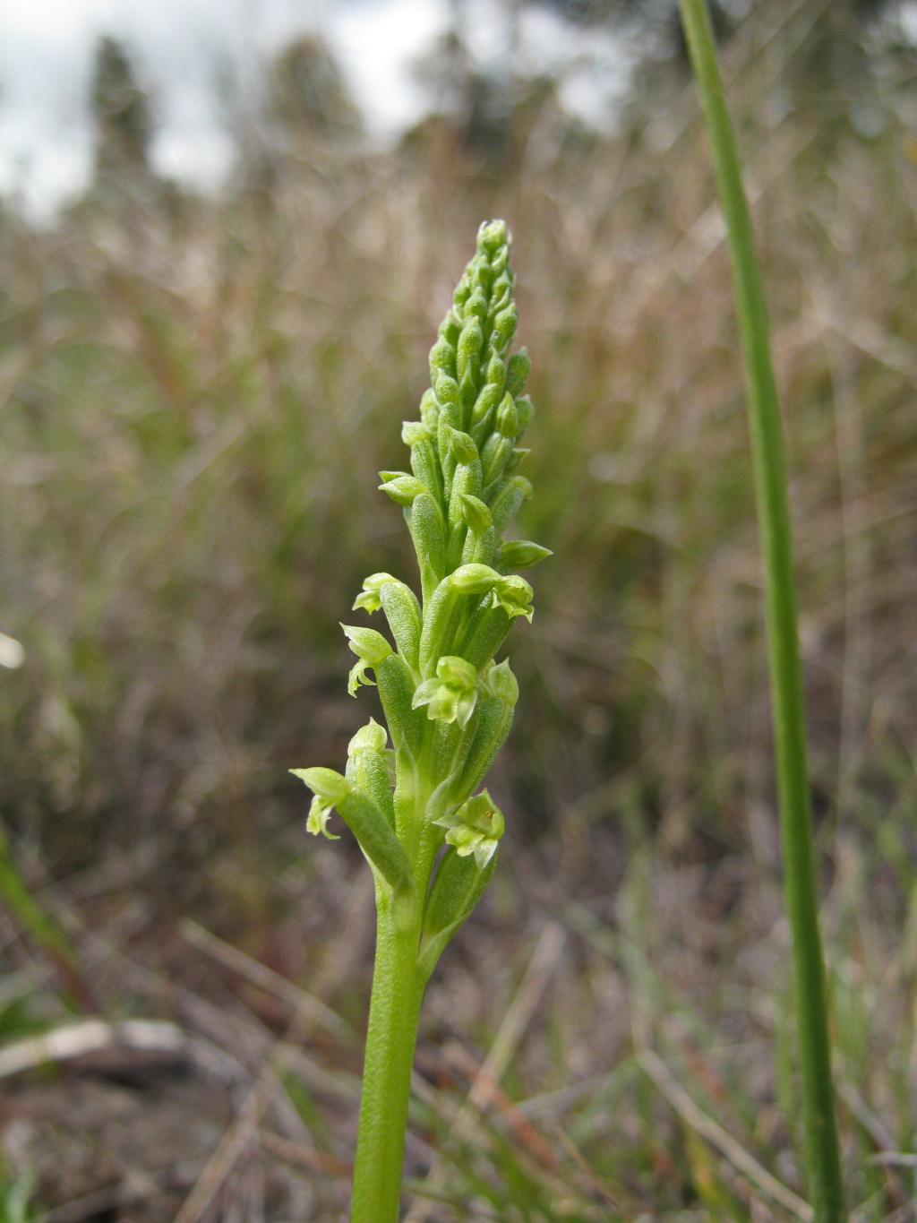 Microtis arenaria (hero image)