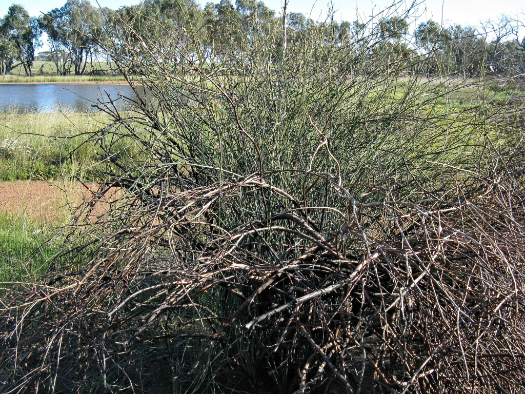 Polygonaceae (hero image)