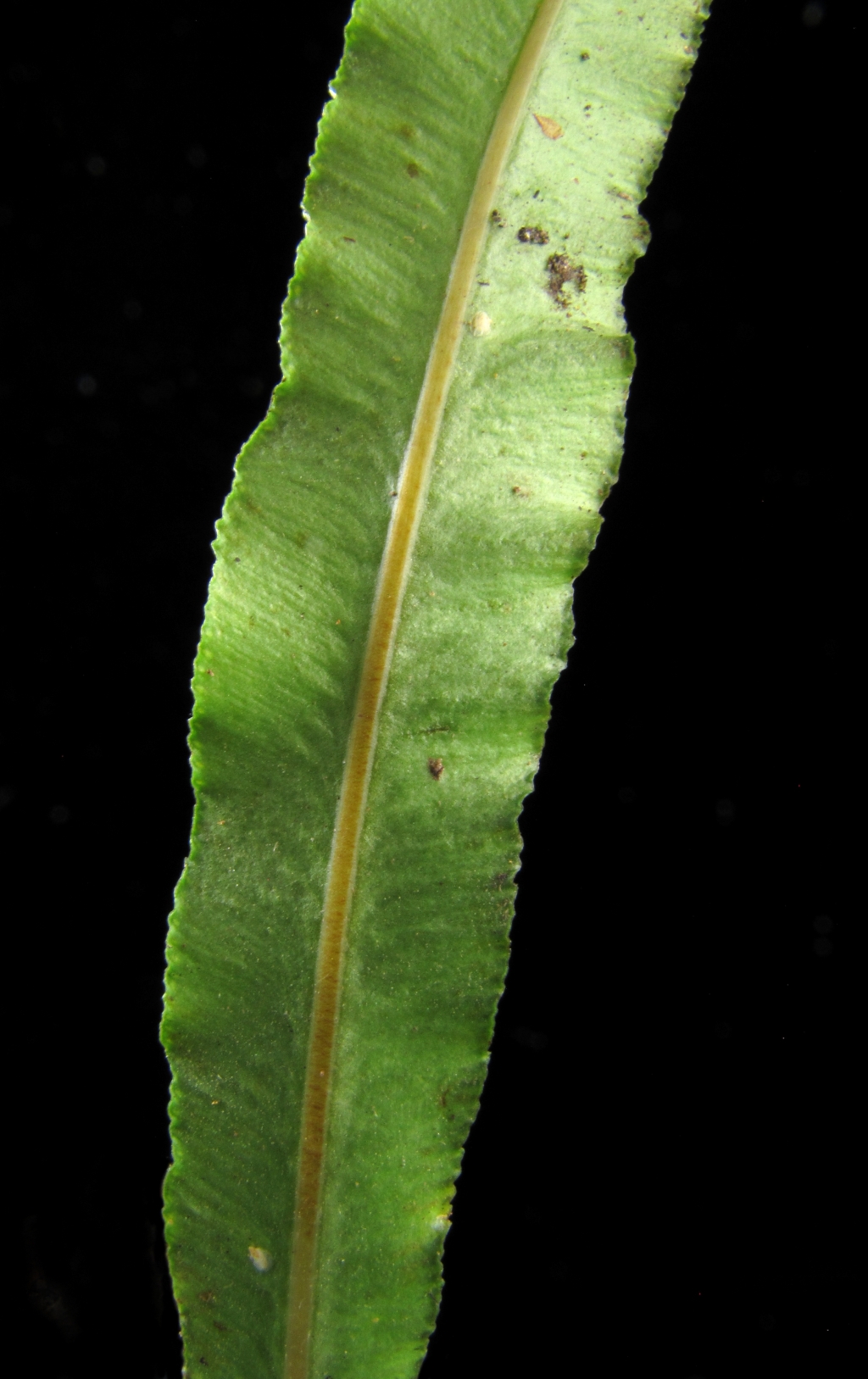 Blechnum patersonii (hero image)