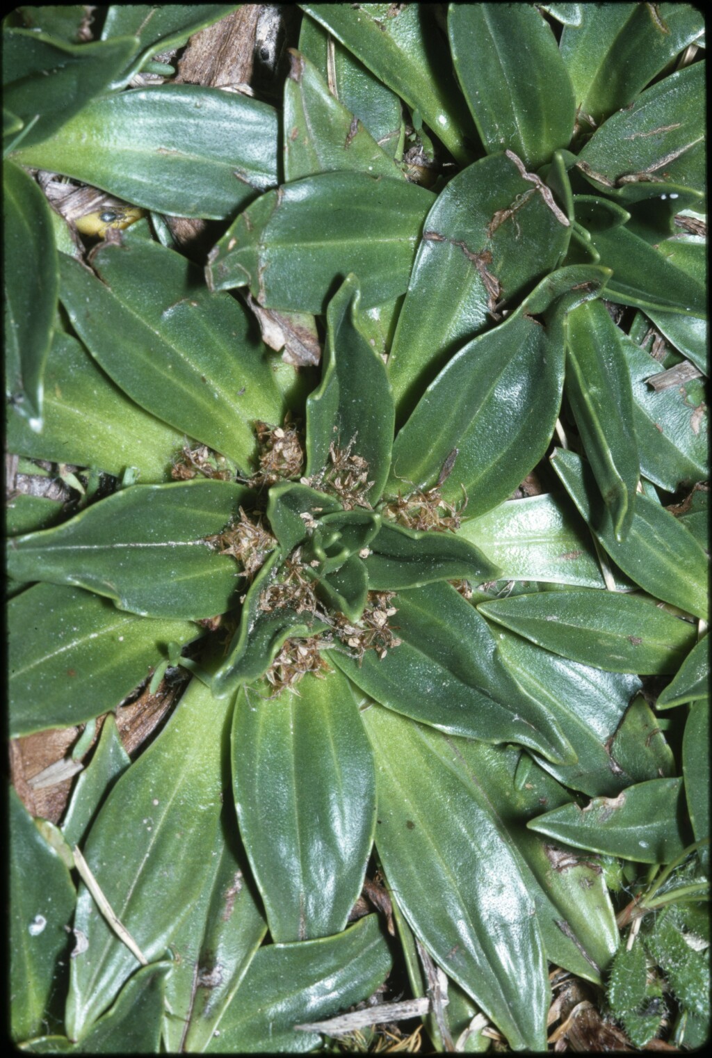 Plantago muelleri (hero image)