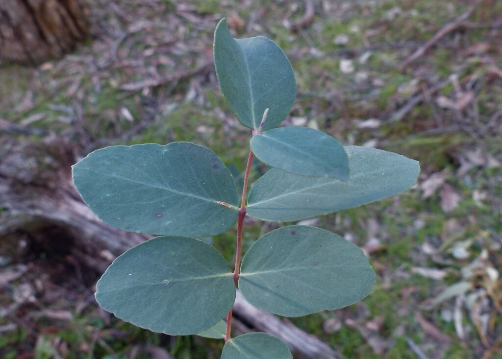 Eucalyptus nortonii (hero image)