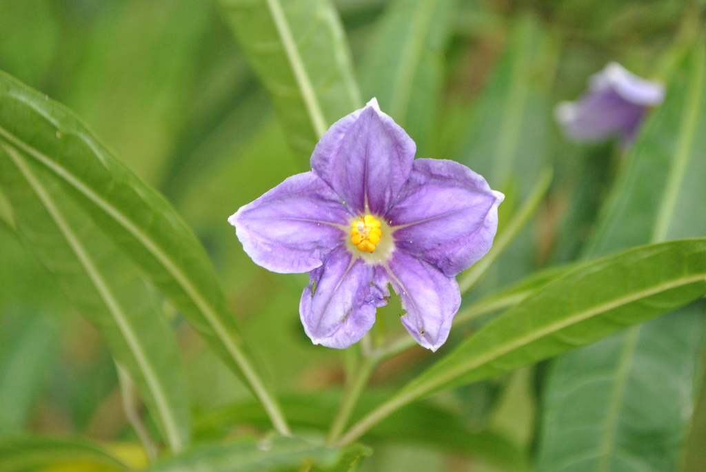 Solanum aviculare (hero image)