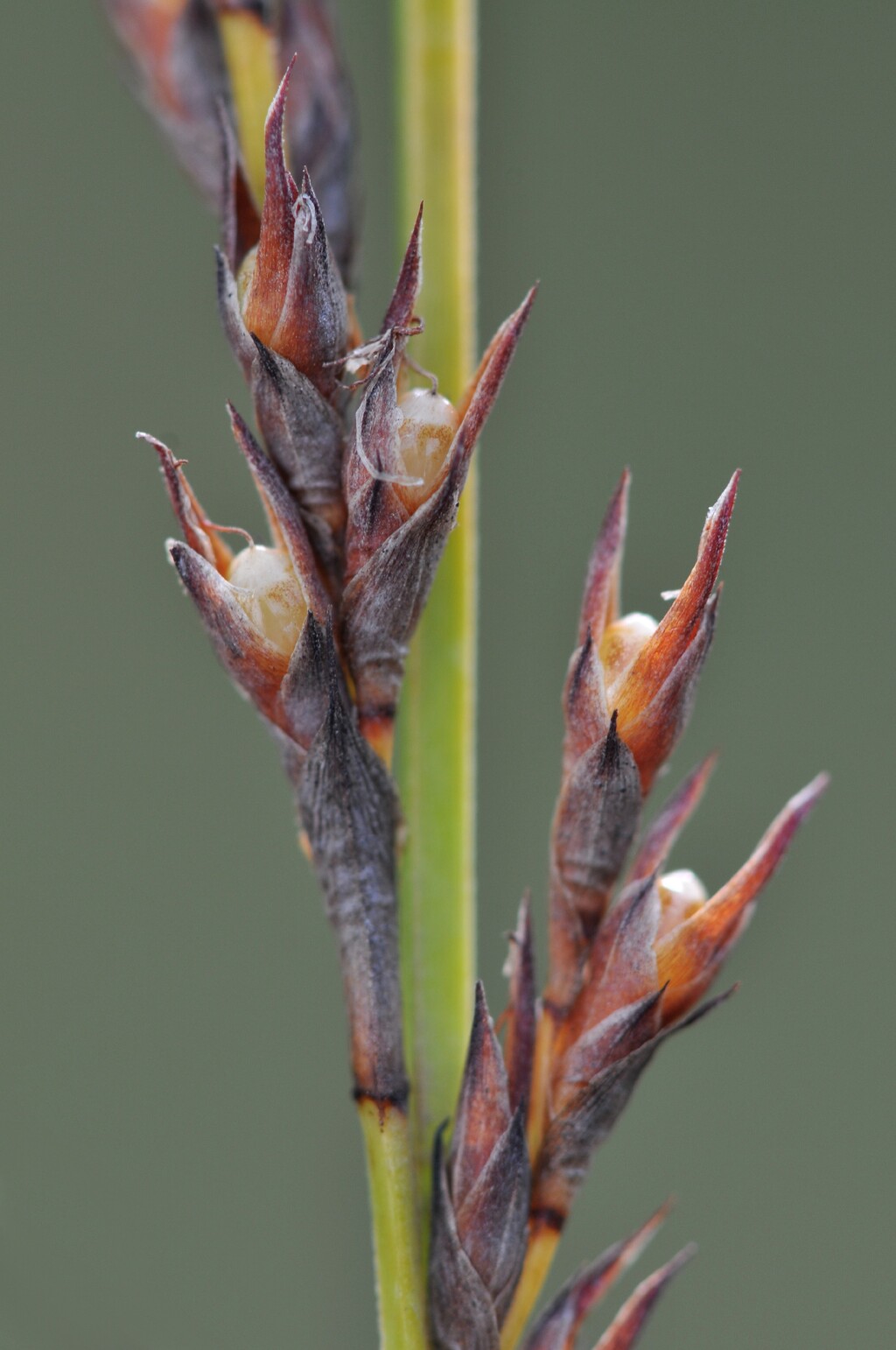 Lepidosperma (hero image)