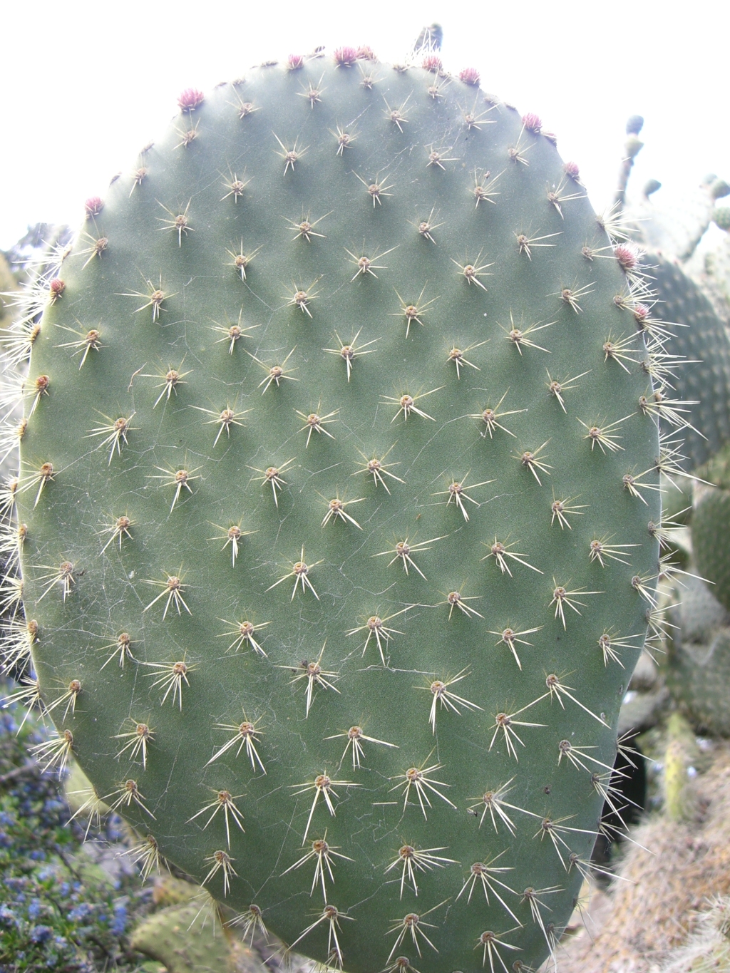 Opuntia (hero image)