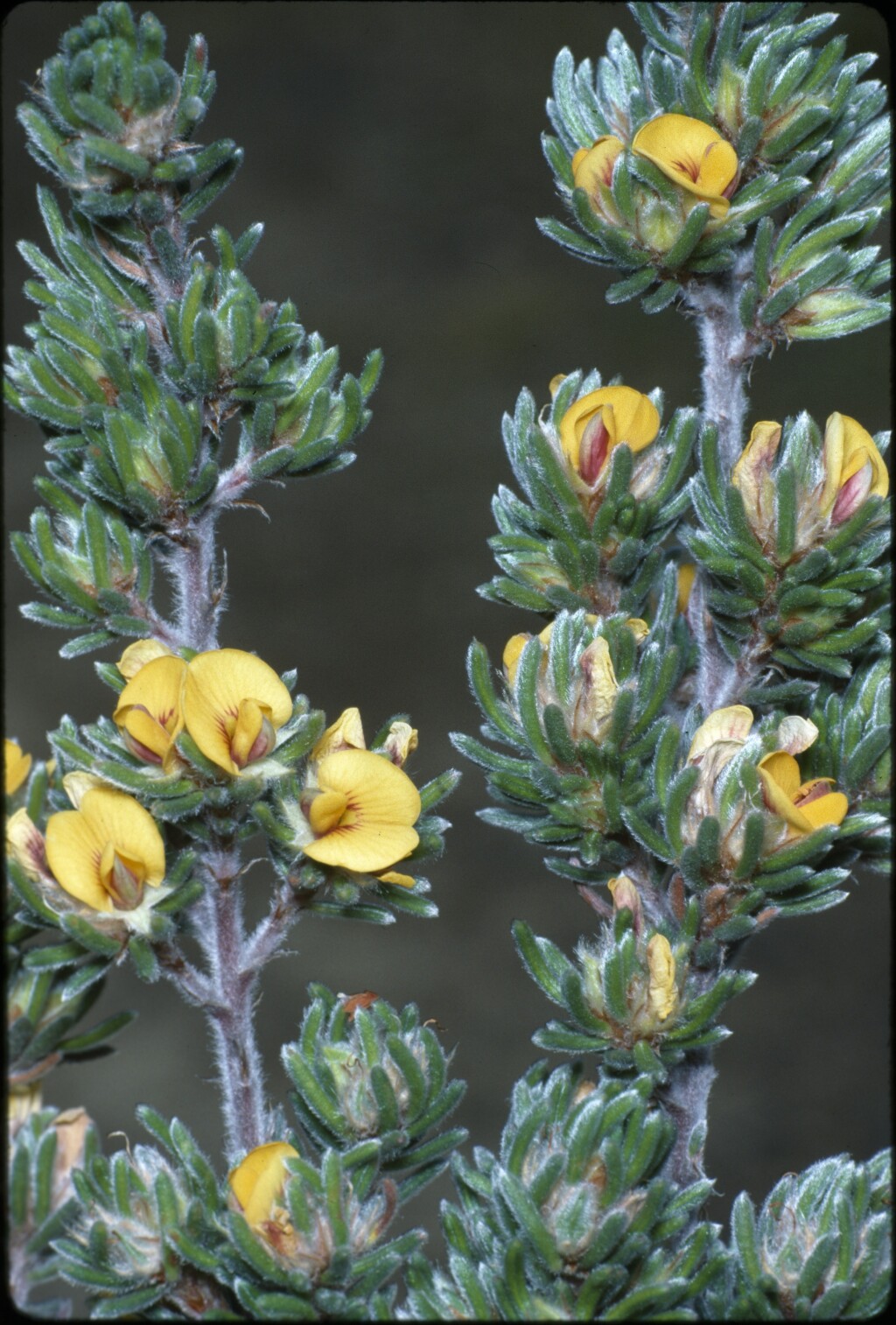 Pultenaea canaliculata (hero image)