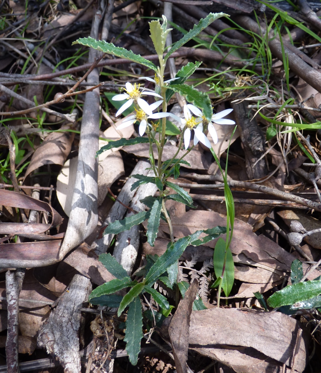 Olearia erubescens (hero image)