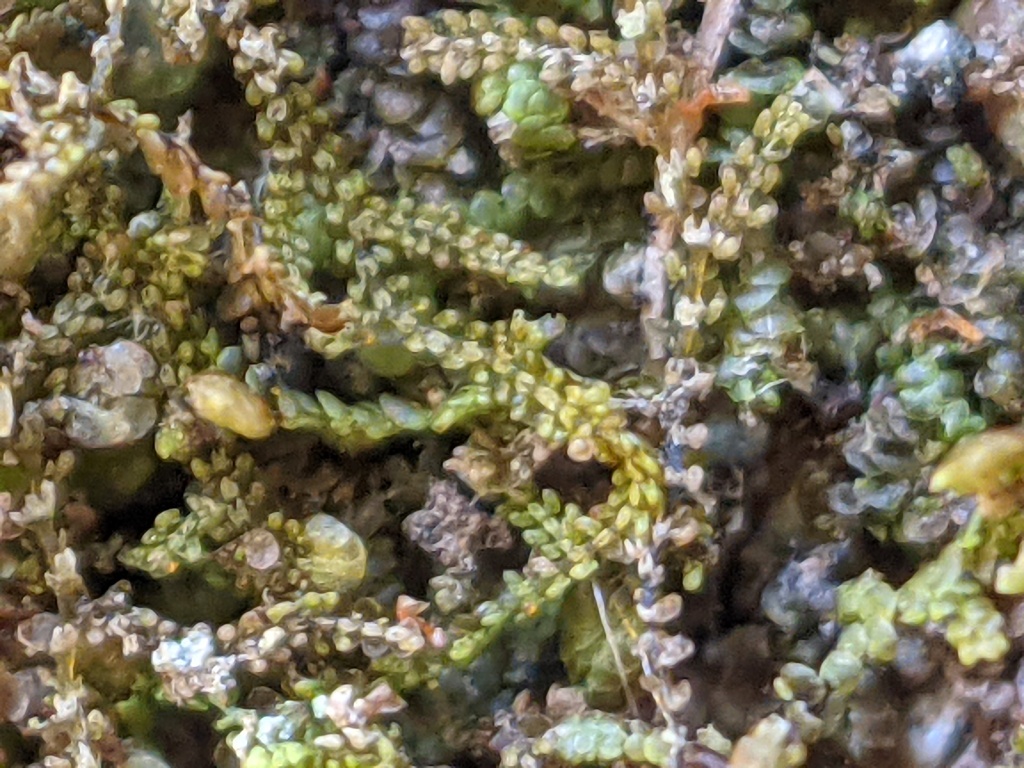 Frullania (hero image)