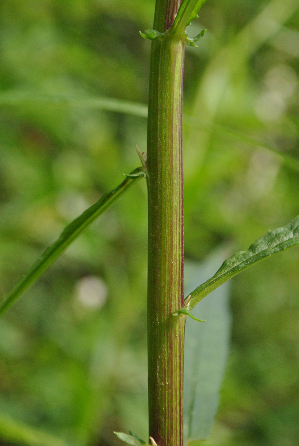 Senecio linearifolius (hero image)