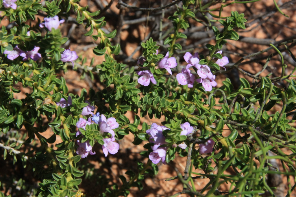 Eremophila crassifolia (hero image)