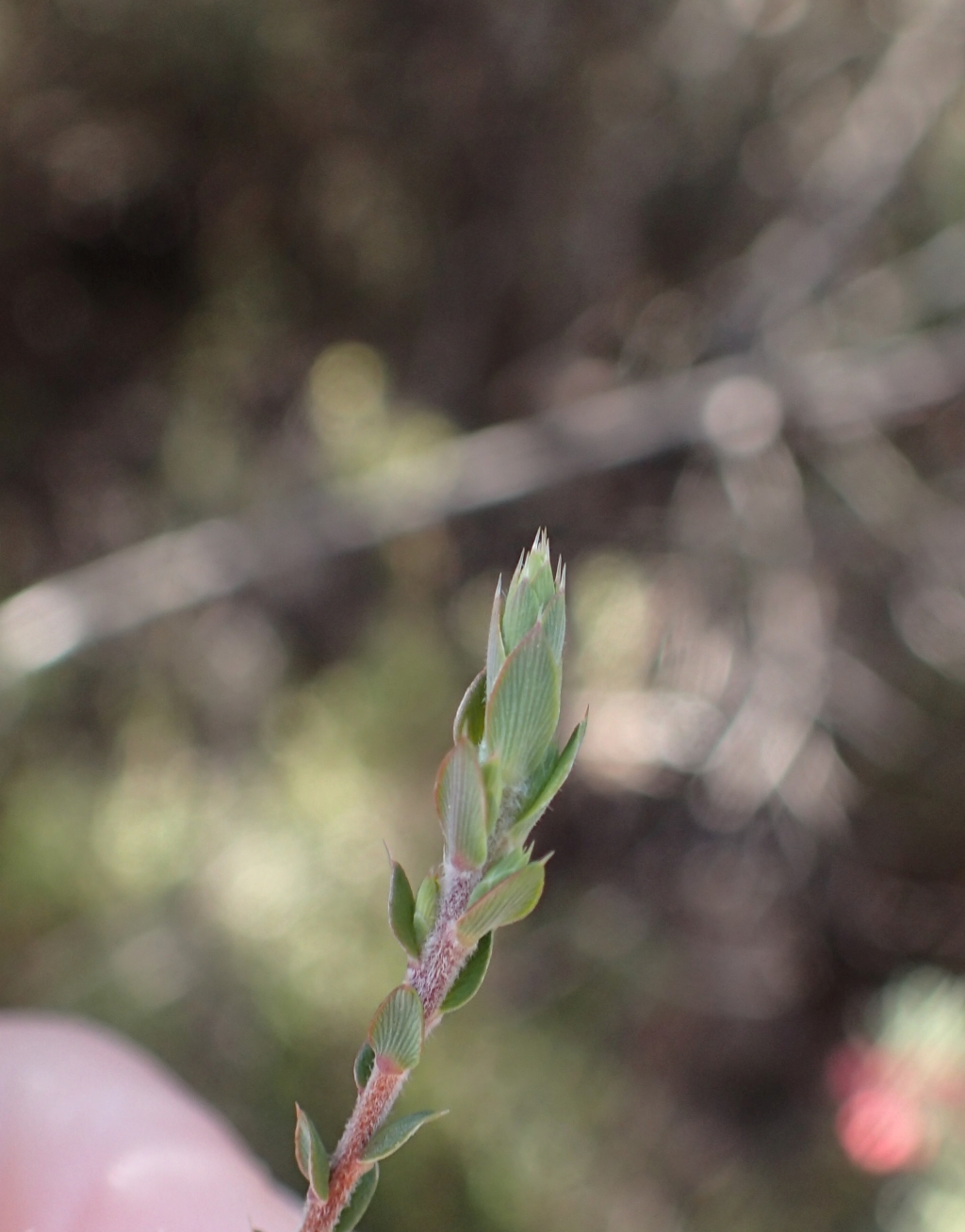 Styphelia attenuata (hero image)