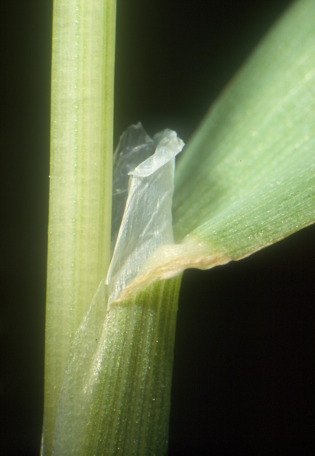 Phalaris minor (hero image)