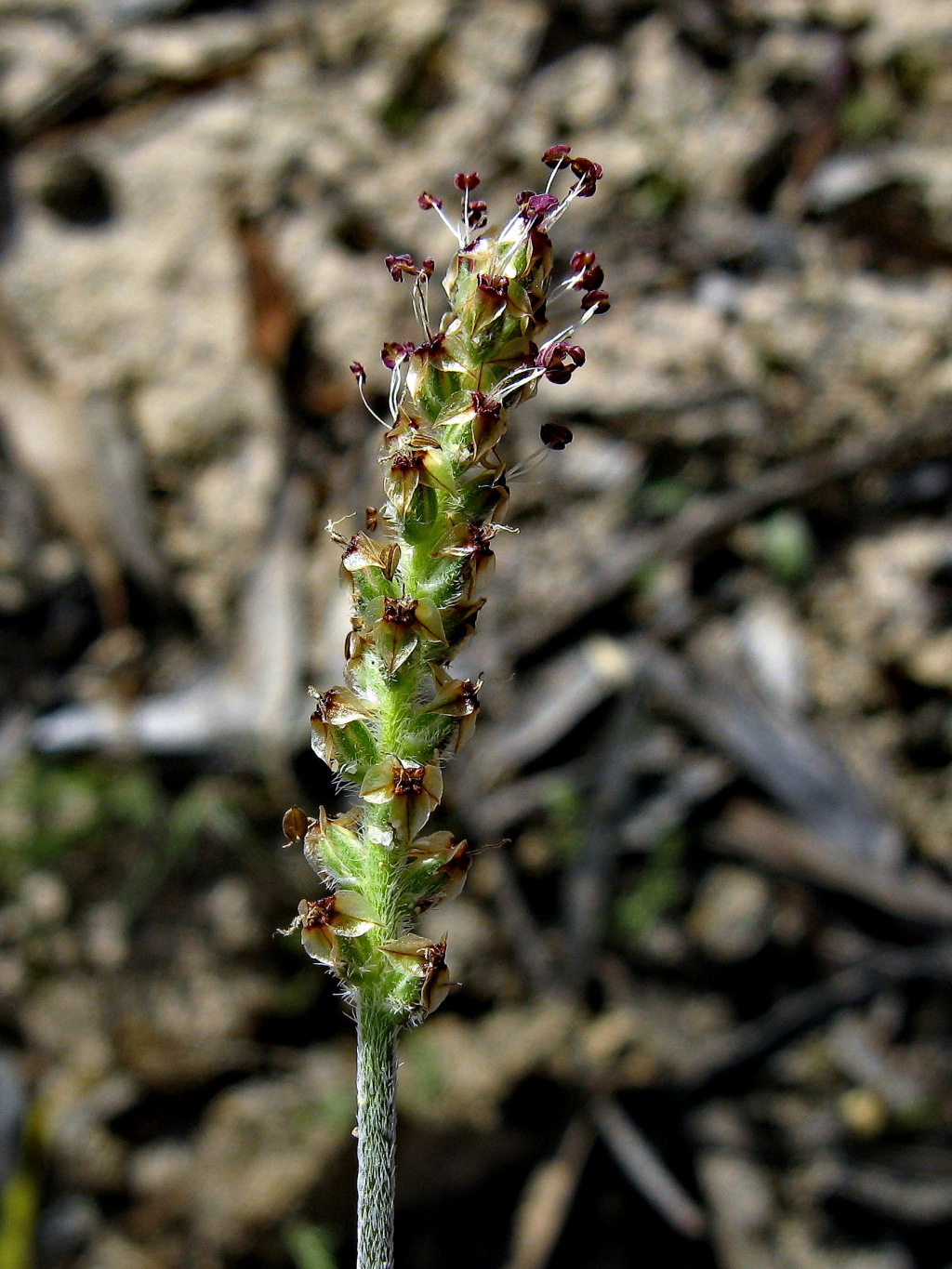 Plantago hispida (hero image)