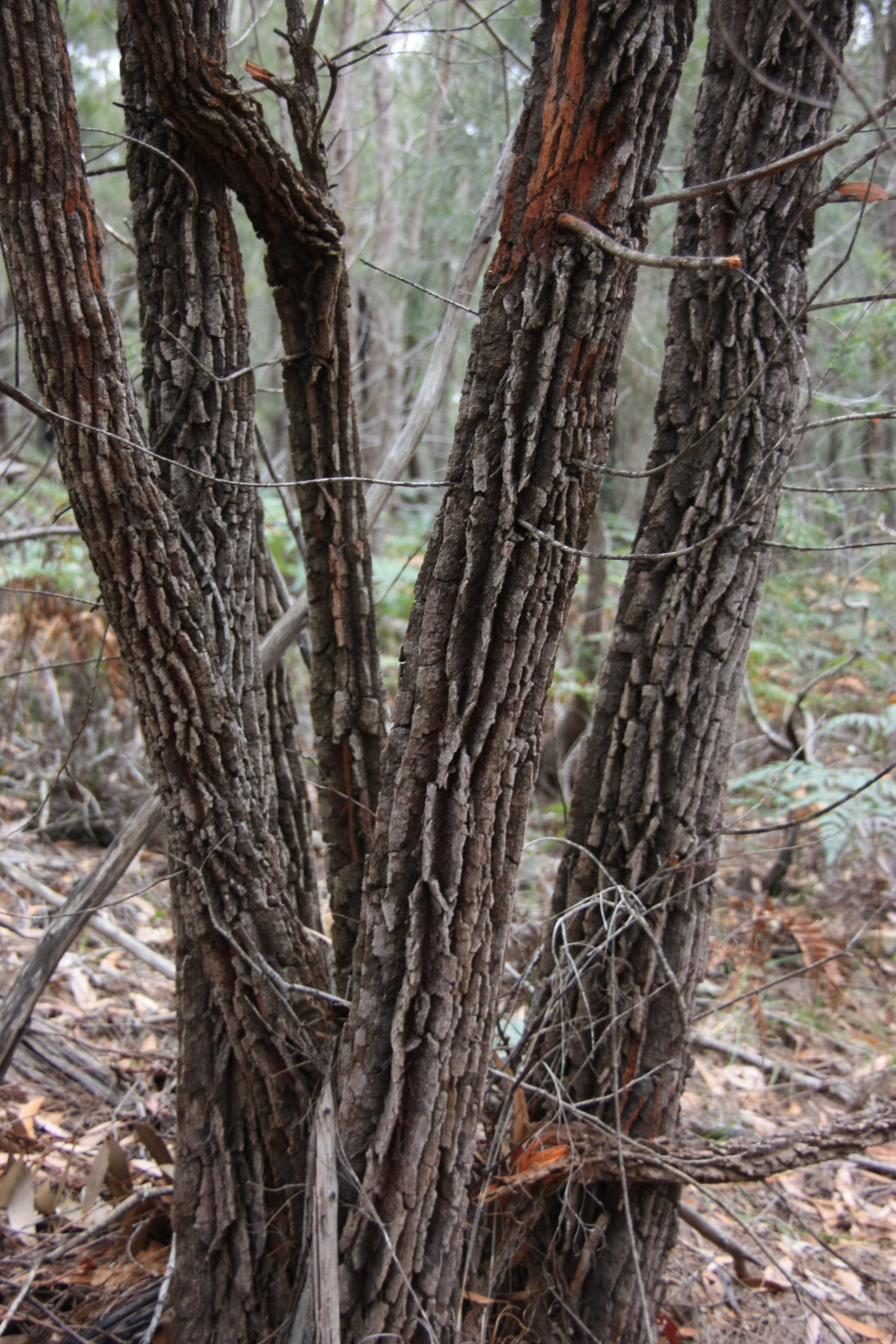 Allocasuarina littoralis (hero image)