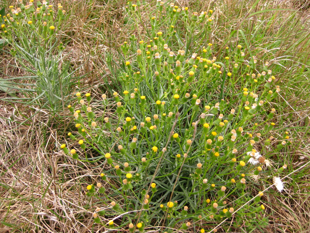 Senecio macrocarpus (hero image)