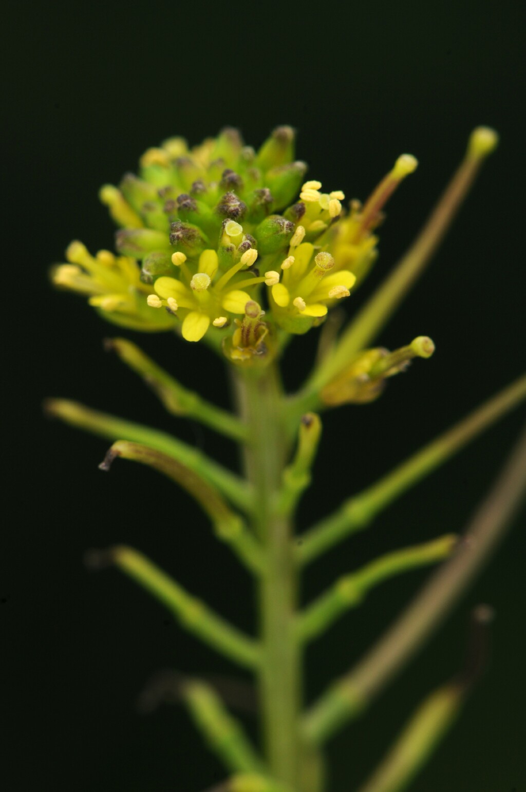 Sisymbrium erysimoides (hero image)