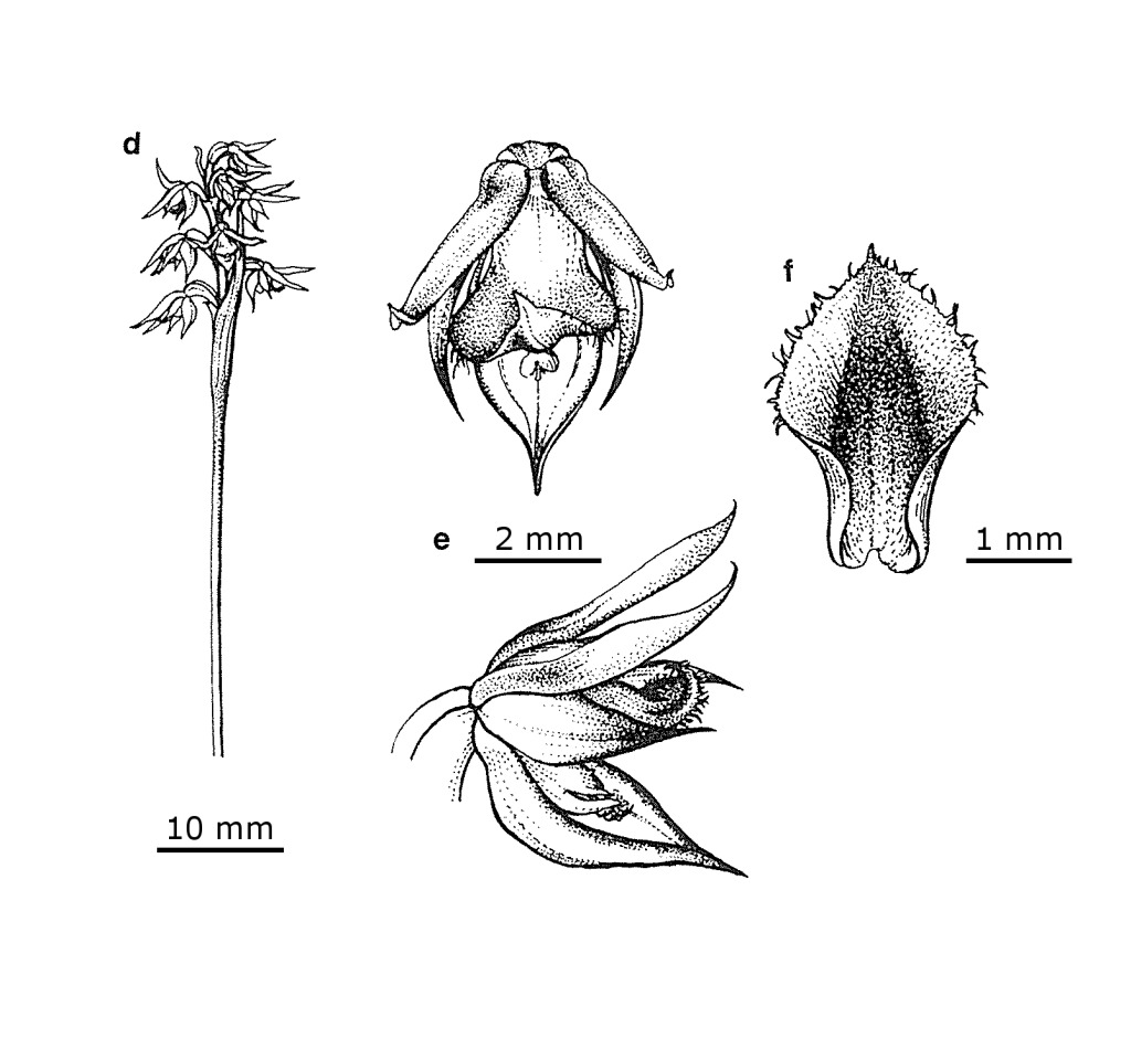 Corunastylis leptochila (hero image)