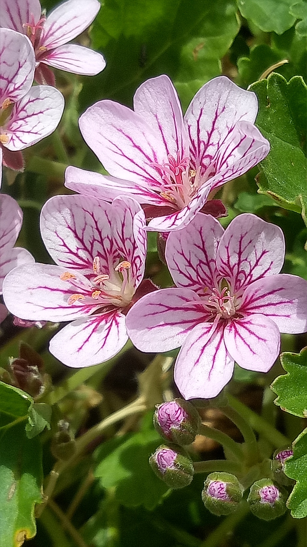 Pelargonium sp. 1 (hero image)