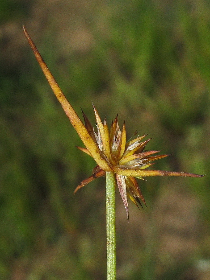 Juncus capitatus (hero image)