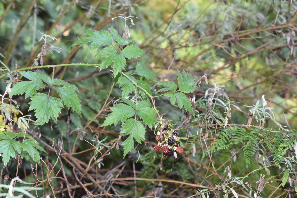 Rubus laciniatus (hero image)