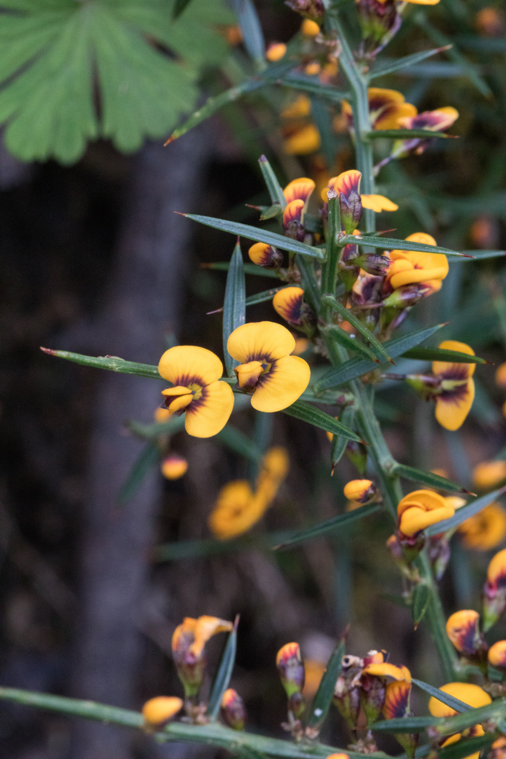 Daviesia ulicifolia (hero image)